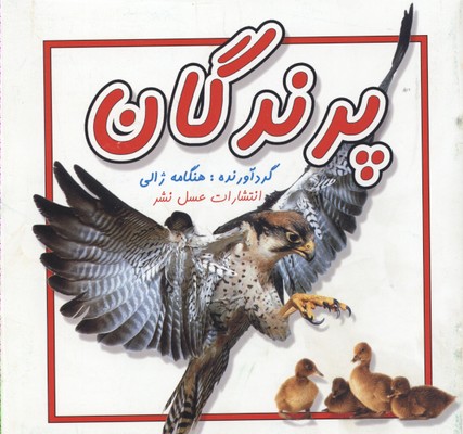 پرندگانخشتی-کوچک